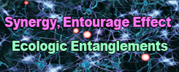 synergy & entourage effect